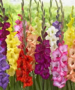 Gladiolus