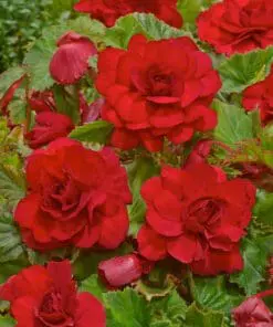 Knoldbegonia Dobbelt Rød – 8,95 ved 3 stk. 7,95 ved 10 stk.