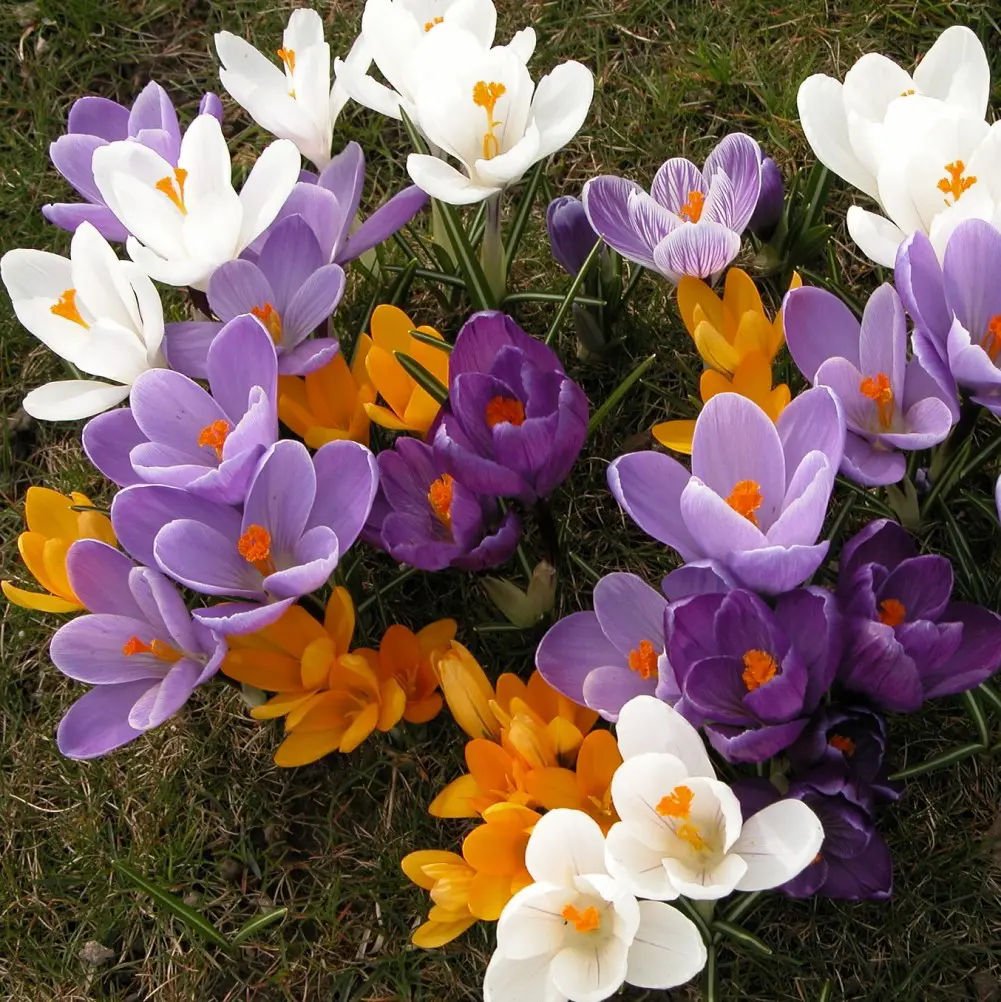 Klassisk løglasagne – 40 blomsterløg til én stor krukke | Pakketilbud