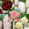 Den romantiske pakke med tulipaner, påskeliljer og hyacinter – 90 stk blomsterløg.