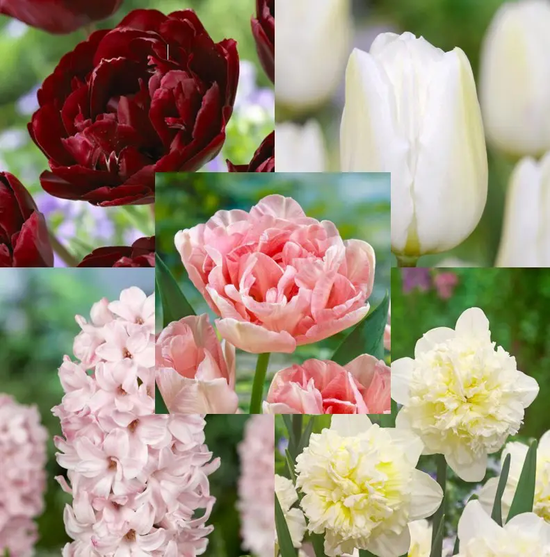 Den romantiske pakke med tulipaner, påskeliljer og hyacinter – 90 stk blomsterløg.