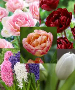 Blomsterløg tilbud – Pakketilbud med forårsblomster
