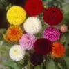 dahlia pompon mix - Smuk blanding af Pompon dahlia