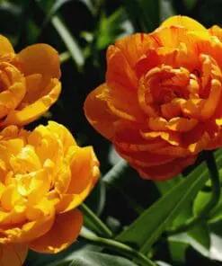 Sunlover, tulipan. Smuk pæonblomstrende tulipan. 10 stk. 35,- kr. 100 stk 319,- kr.