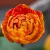 Sunlover, tulipan. Smuk pæonblomstrende tulipan. 10 stk. 35,- kr. 100 stk 319,- kr.
