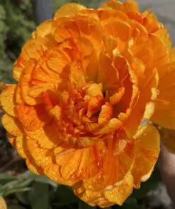 Sunlover, tulipan. Smuk pæonblomstrende tulipan. 10 stk. 35,- kr. 100 stk 319,- kr.
