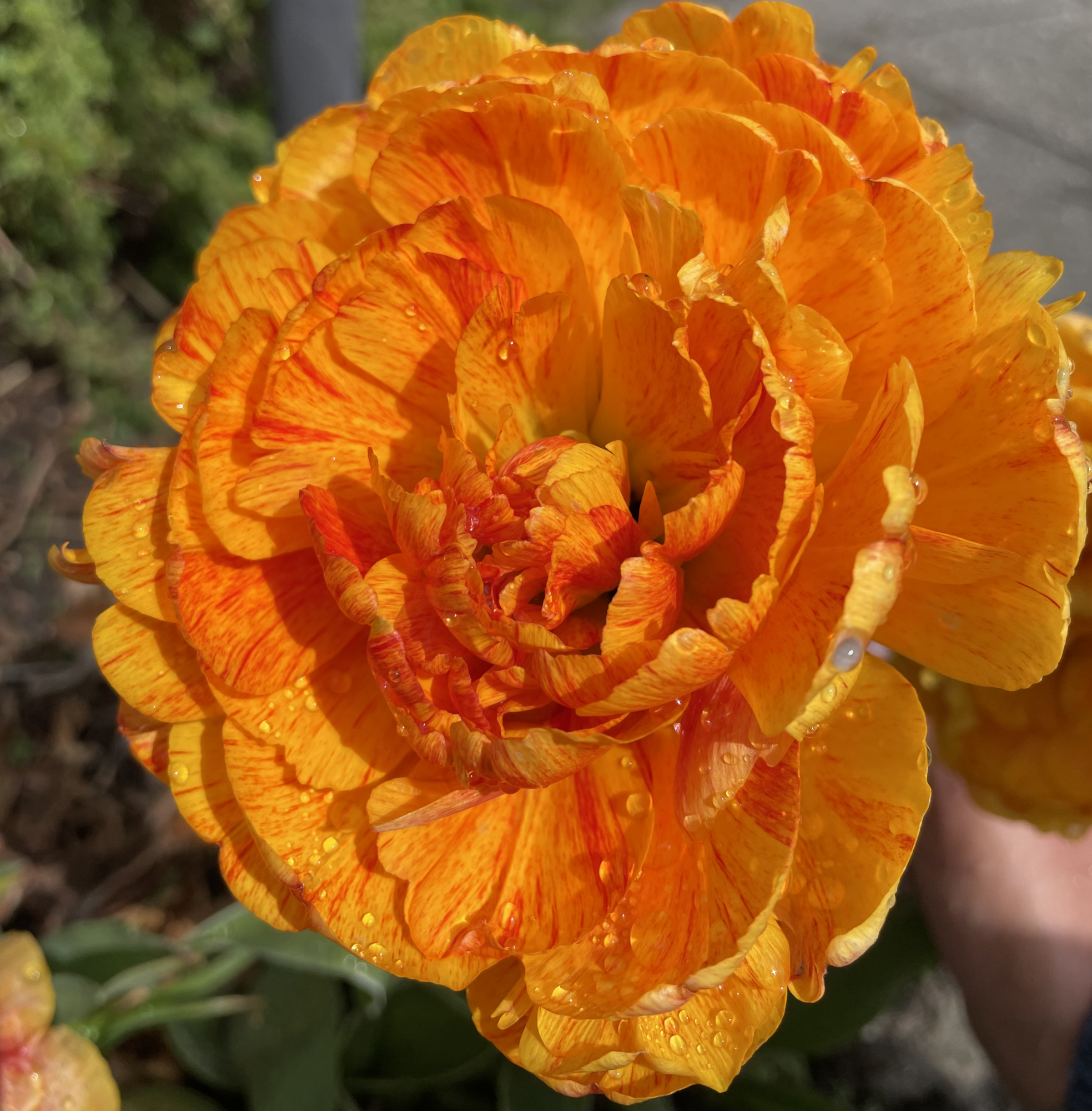 Sunlover, tulipan. Smuk pæonblomstrende tulipan. 10 stk. 35,- kr. 100 stk 319,- kr.