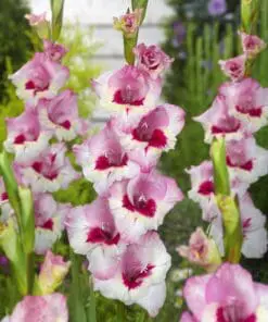 Gladiolus løg – Wine and Roses 2,75 kr. v/25 stk 2,25 kr. v/100 stk