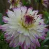 Dinnerplate dahlia “Ferncliff Illusion”. 24,95 kr. v/3 stk 22,95 kr. v/10 stk