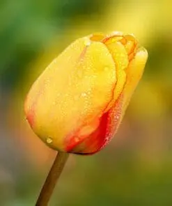 Blushing Apeldoorn – Tulipanløg 10 stk. 30,- kr. 100 stk 279 kr.