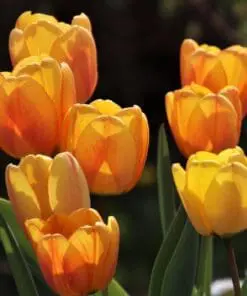 Blushing Apeldoorn – Tulipanløg 10 stk. 30,- kr. 100 stk 279 kr.