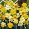 Botaniske påskeliljer / pinseliljer. Blomsterløg mix – 10 stk. 40,- kr. | 100 stk 359,- kr.