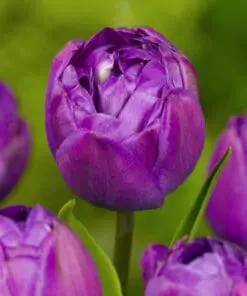 Dobbelt sen tulipan “Blue Spectacle”  10 stk. 40,- kr. 100 stk 359 kr.