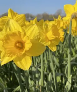 Påskeliljer 100 stk. mix af tidligt og sent blomstrende