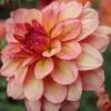 Dahlia Ferskenfarvet Rawhide 19,95 kr. v/3 stk 17,95 kr. v/10 stk