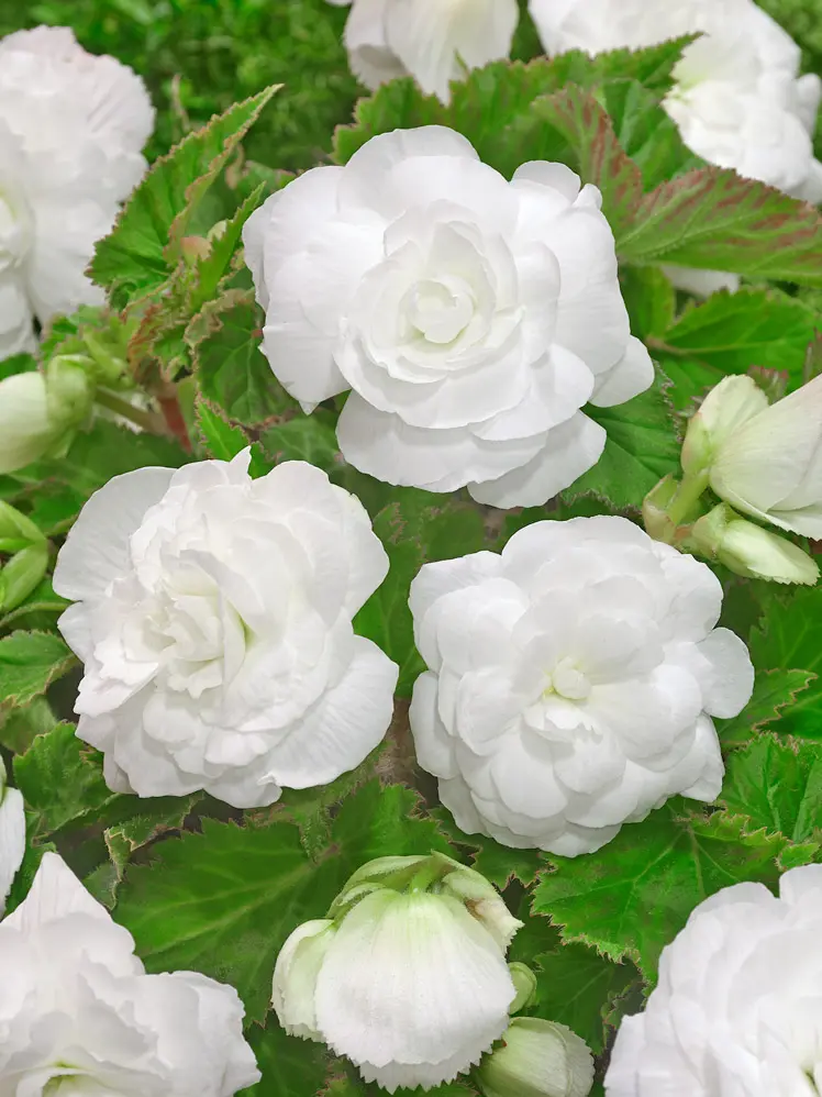 Knoldbegonia Dobbelt Hvid – 8,95 ved 3 stk. 7,95 ved 10 stk.
