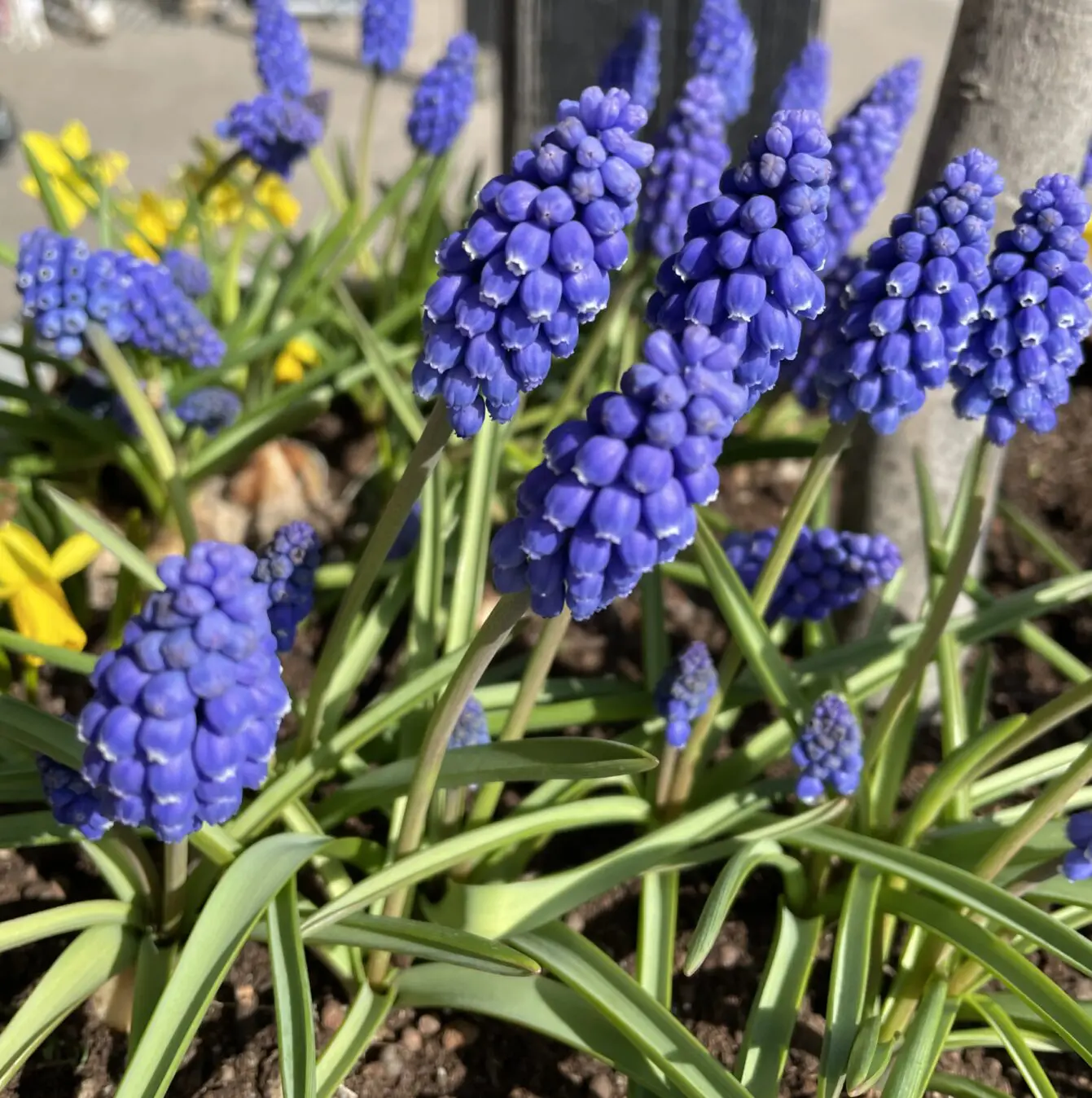 Tilbudspakke blomsterløg – “Vild med blå” – skønne blå blomster. 100 stk blomsterløg.