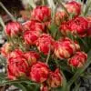 Botaniske tulipaner – Dværgtulipan “Humilis Samantha” 10 stk. 45,- kr. 100 stk. 399,- kr.