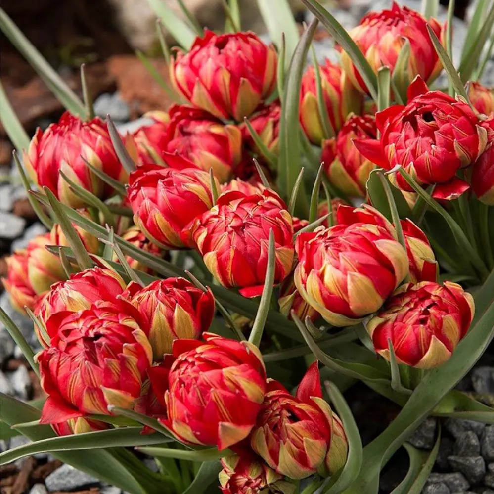 Botaniske tulipaner – Dværgtulipan “Humilis Samantha” 10 stk. 45,- kr. 100 stk. 399,- kr.