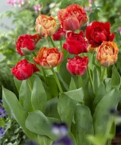 Gudoshnik double – Pæonblomstrende tulipan i flere farver 10 stk. 35,- kr. 100 stk. 319,- kr.