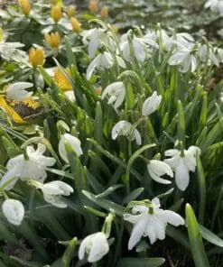 Krokusløg, vintergækker og erantis – tidlige forårsblomster og kejserkrone