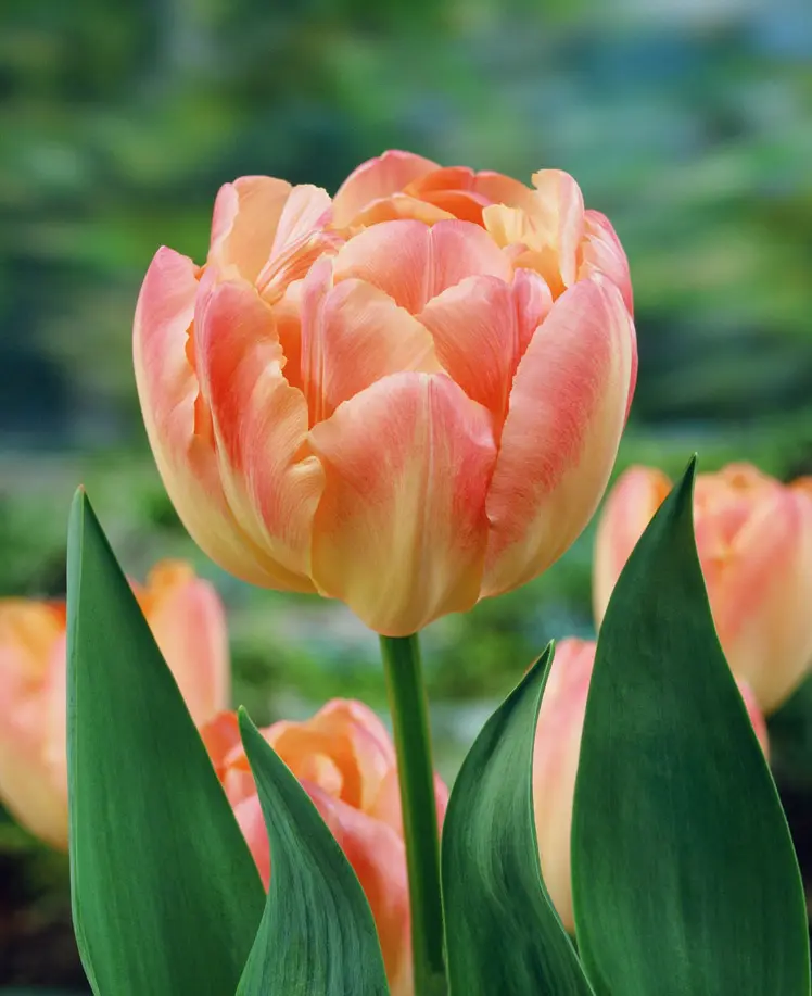Dobbelt tulipan “Creme Upstar” – Tulipanløg 10 stk. 40,- kr. 100 stk. 359 kr.