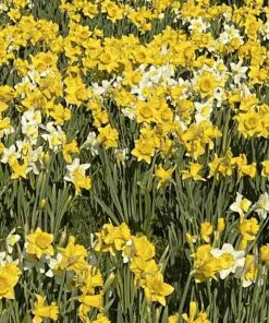 Påskeliljeløg – Påskeliljer, narcisser og pinseliljer