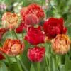 Gudoshnik double – Pæonblomstrende tulipan i flere farver 10 stk. 35,- kr. 100 stk. 319,- kr.
