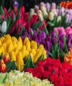 Tulipanløg i løs vægt - Hollandsk kvalitet