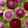 Dahlia – “Chick a dee us”. Unikke rød/hvide blomsterkugler.