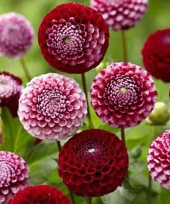 Dahlia – “Chick a dee us”. Unikke rød/hvide blomsterkugler.
