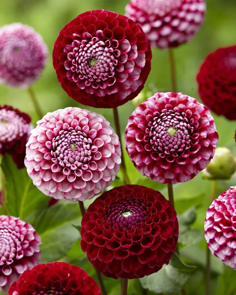 Dahlia – “Chick a dee us”. Unikke rød/hvide blomsterkugler.