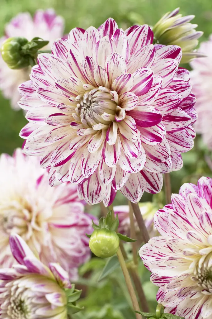 Dahlia “Smokey” med smukke tilfældige striber.