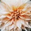 Dahlia Dinnerplate – “Cafe Au Lait”. TILBUD