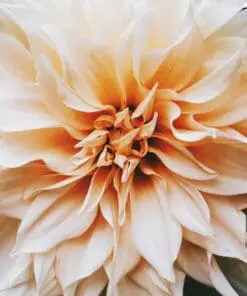 Dahlia Dinnerplate – “Cafe Au Lait”. TILBUD