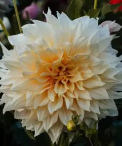 Dahlia Dinnerplate – “Cafe Au Lait”. TILBUD