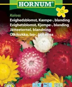 Evighedsblomst Kæmpe- Blanding. Blomsterfrø