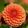 Dahlia “Sylvia” – Orange Ball Dahlia. 24,95 kr. v/3 stk 22,95 kr. v/10 stk
