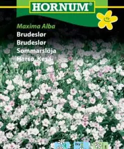 Brudeslør – Blomsterfrø