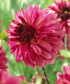 Dahlia “Bacardi” – Varierende farvespil.
