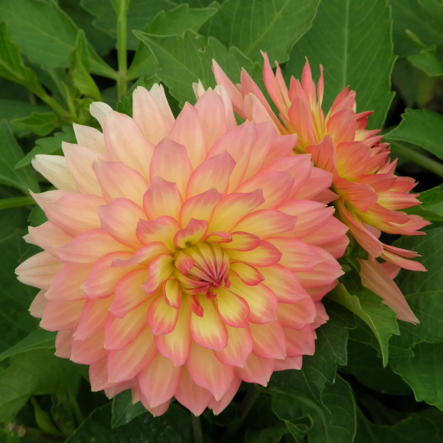 Dahlia “Princess Elisabeth”. 24,95 kr. v/3 stk 22,95 kr. v/10 stk