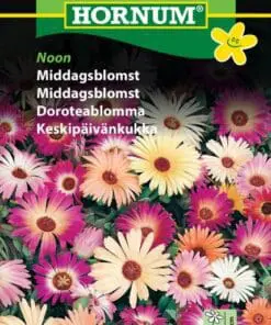 Middagsblomst – Blomsterfrø