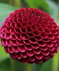 Rød Pompon Dahlia “Downham Royal”.
