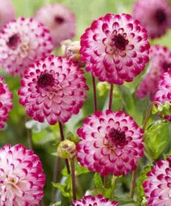 Pompon Dahlia “Little Robert”.