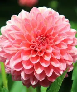 Dahlia “Pink Runner”. Pompon Dahlia