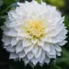 Dahlia Hvid Dinnerplate – “Fleurel”.