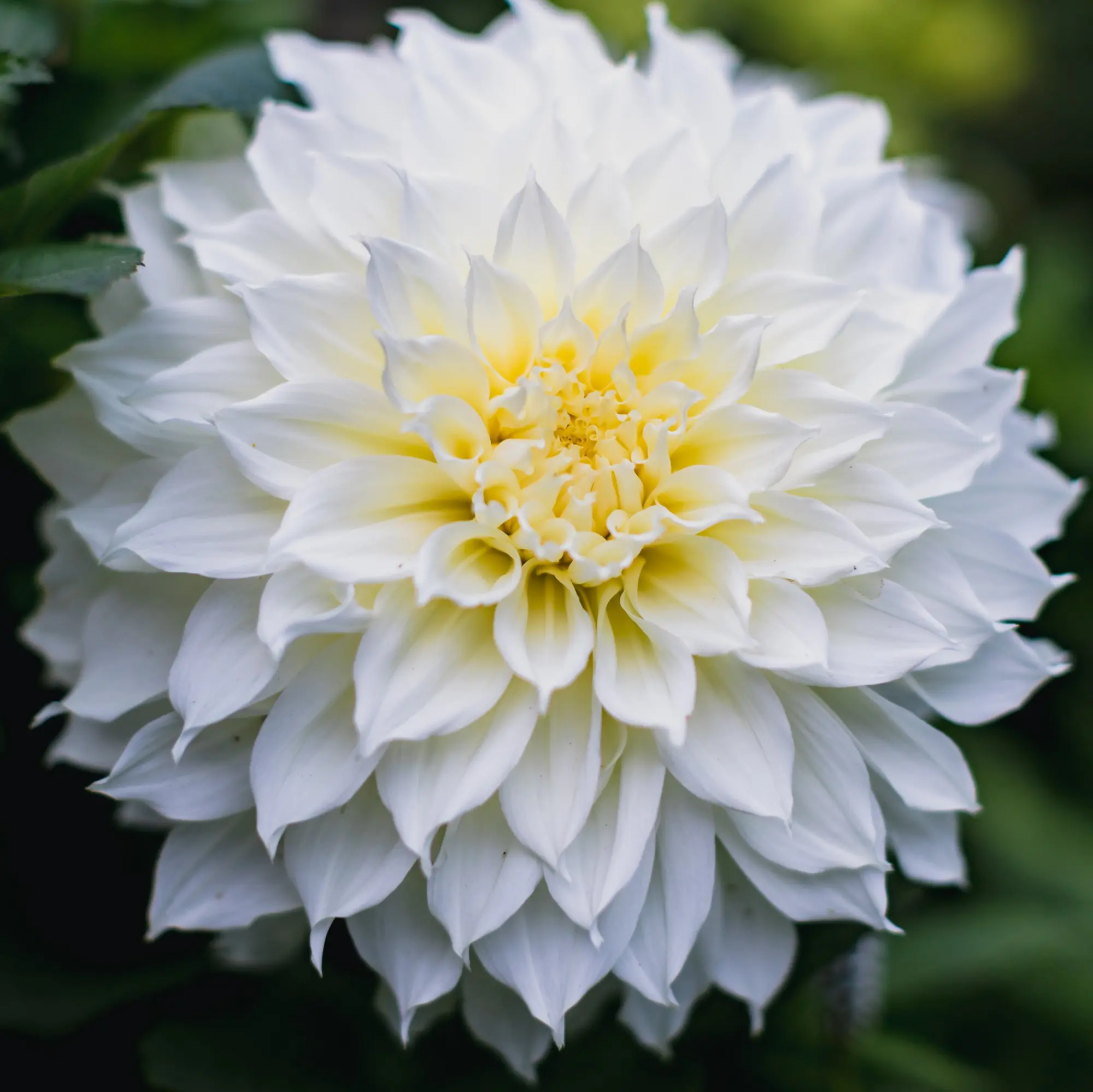Dahlia Hvid Dinnerplate – “Fleurel”.