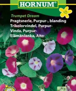 Pragtsnerle purpur blanding – Blomsterfrø