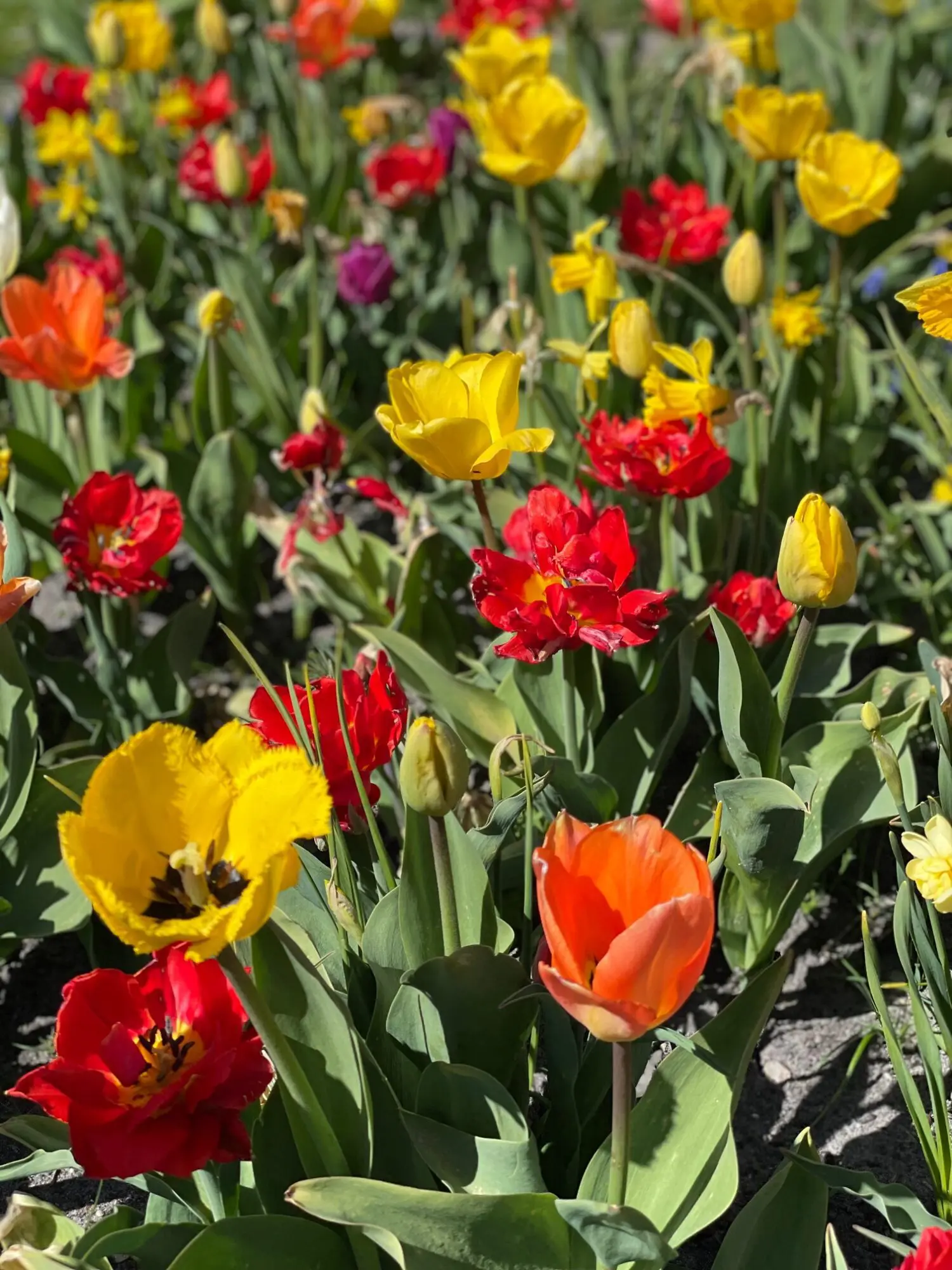 UDSALGSPAKKE: “Mix Surprise” forårsblomster 160 stk. løg 249,- kr. – SPAR MIN 50 %.