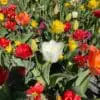 UDSALGSPAKKE: “Mix Surprise” forårsblomster 160 stk. løg 249,- kr. – SPAR MIN 50 %.